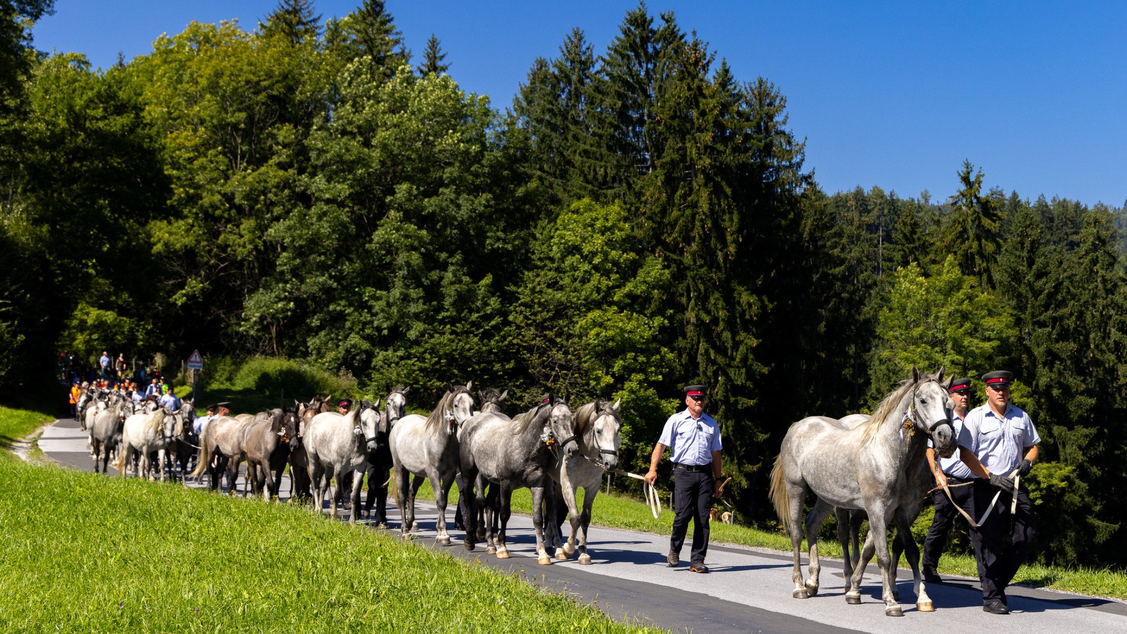 Verbinden Sie den traditionellen Almabtrieb mit einer Führung am Gestüt Piber!